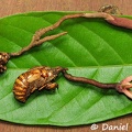 Ophiocordyceps sobolifera 2 leaf DW Ms