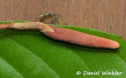 Ophiocordyceps sobolifera stroma leaf DW Ms