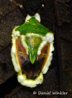Paecilomyces on Shieldbug Coroico DW Ms
