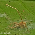 Spider Cordy Hymenostilbe DW Ms