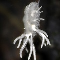 Torrubiella on root Coroico DW Ms