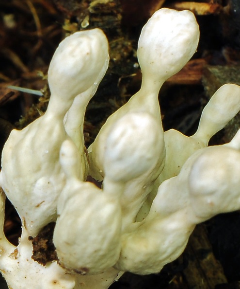 White branched bulbous segmented fungus Chalalan CCr