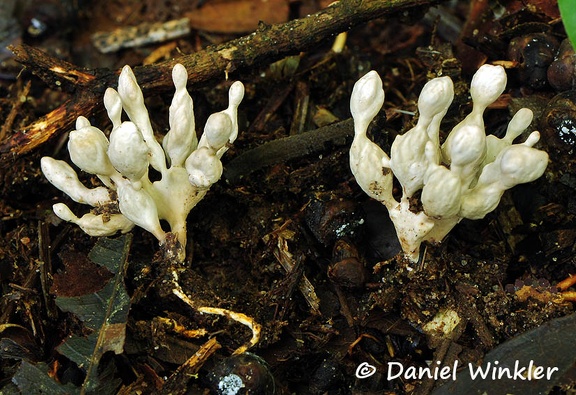 White branched bulbous segmented fungus Chalalan DW Ms