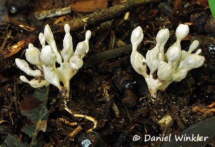 White branched bulbous segmented fungus Chalalan DW Ms