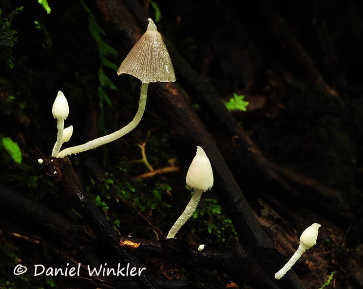 Agaric liberty cap Chicaque 15 DW Ms.jpg