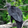 Black vulture - Coragyps atratus 