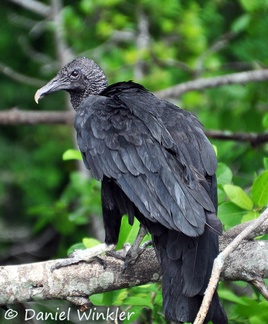 Black vulture - Coragyps atratus 