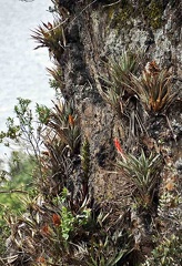 Bromelia cliff 