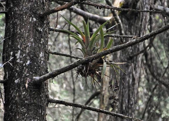 Bromelia in Cypress