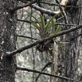 Bromelia in Cypress