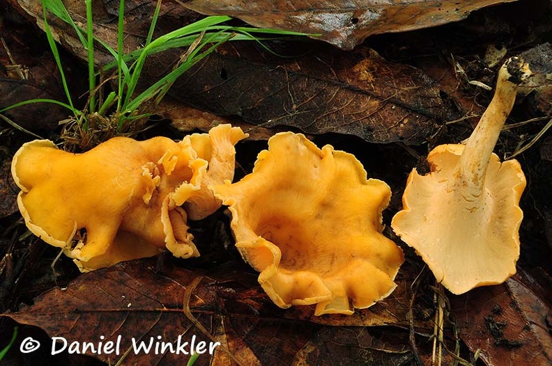 Cantharellus Colombia lateritius Q DW Ms.jpg