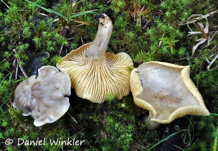 Cantharellus pale Chicaque 