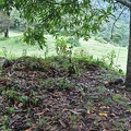 Cantharellus patch under tree 