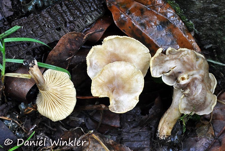 Cantharellus sp pale Chicaque DW Ms.jpg