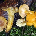 Cantharellus 2 different species seen in Chicaque 