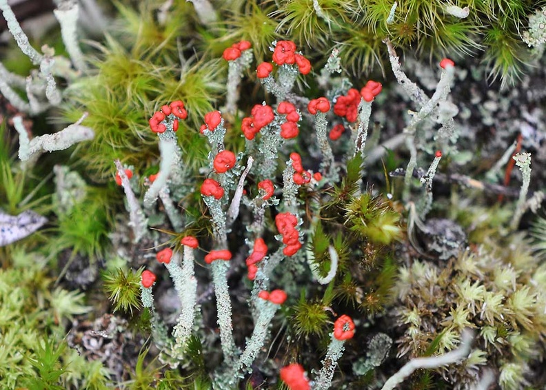 Cladonia cristatella British soldier lichen Ms.jpg