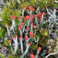 Cladonia cristatella British soldier lichen 