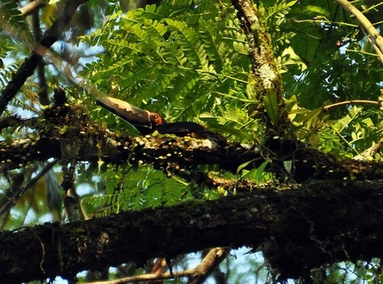 Collared toucan - Pteroglossus torquatus on branch 