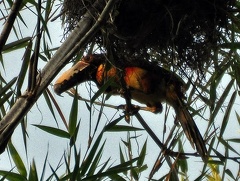 Collared toucan - Pteroglossus torquatus 
