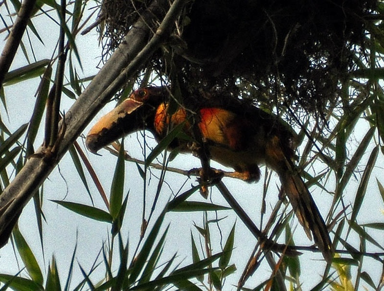 Collared toucan - Pteroglossus torquatus Ms.jpg