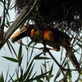 Collared toucan - Pteroglossus torquatus 