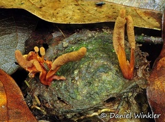 Cordyceps nidus on trap door spider Rio Claro 