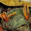Cordyceps nidus on trap door spider Rio Claro 