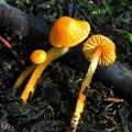 Hygrocybe yellow Chicaque 