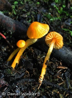 Hygrocybe yellow Chicaque 