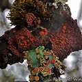 Leptogium Lobariella lichen
