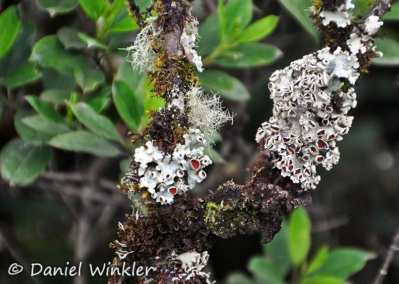 Lobariella pallida lichen