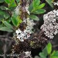 Lobariella pallida lichen
