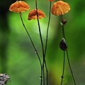 Marasmius rotundula gr Chicaque