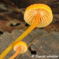 Marasmius yellow orange cap