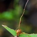 Ophiocodyceps unilateralis 