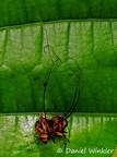 Ophiocordyceps 2 ants Rio Claro 