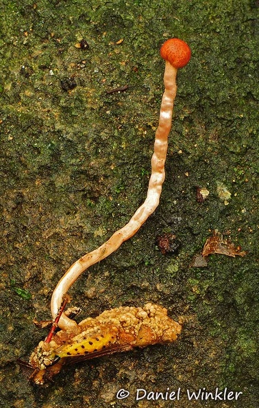 Ophiocordyceps amazonica Rio Claro DW Ms.jpg