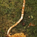 Ophiocordyceps amazonica Rio Claro 