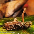 Ophiocordyceps amazonica side Rio Claro 