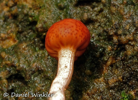 Ophiocordyceps amazonica Stroma2