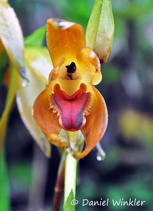 Orchid Maxillara Chicaque 2015