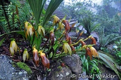 Orchid Maxillara Chicaque lodge 2015