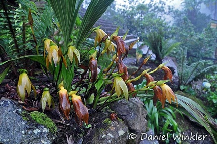 Orchid Maxillara Chicaque lodge 2015