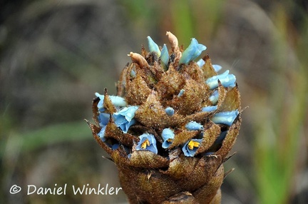 Puya flower bluish