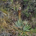Puya plant bluish