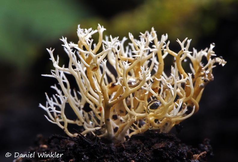 Ramaria Chicaque 15 DW Ms.jpg