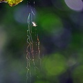 Spider web in the sun Maraquita