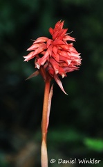Stenorrhynchos speciosum flower
