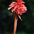 Stenorrhynchos speciosum flower
