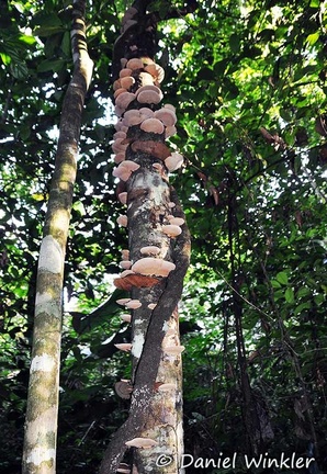 tree fungus Maraquita 